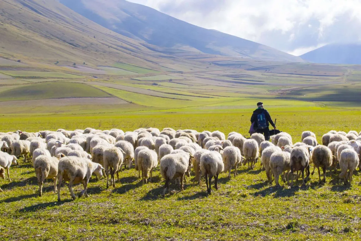 Shepherd Commoner Loving the Local Church: Receiving Care From a Shepherd