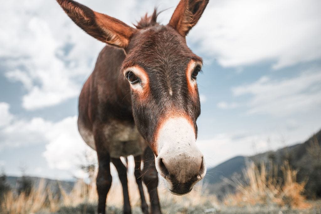Lessons From a Donkey